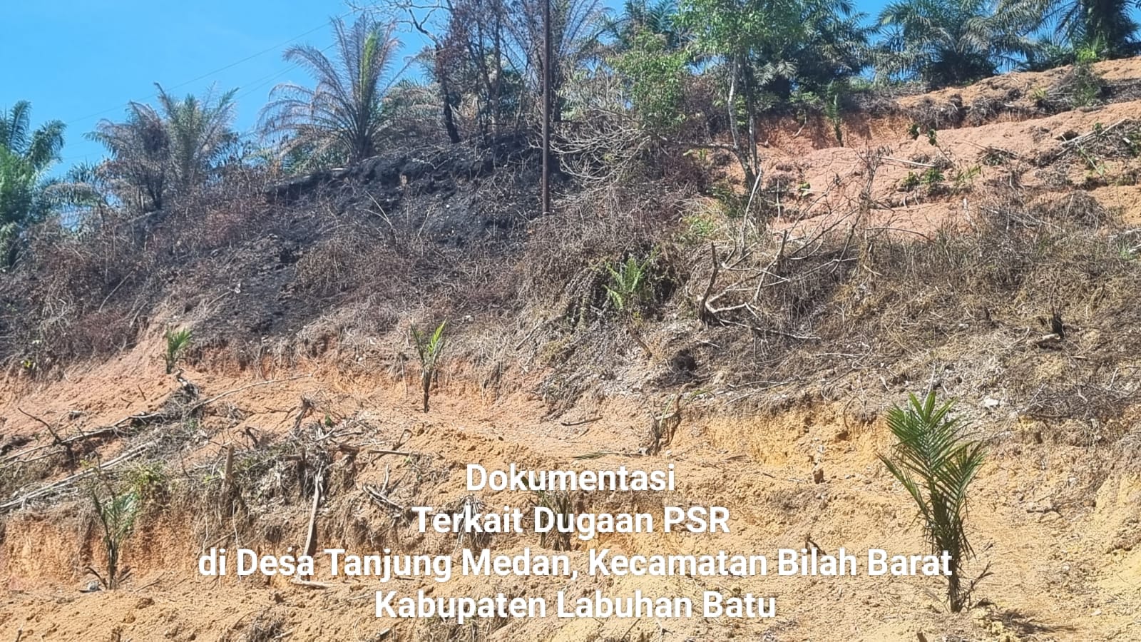 Dugaan KKN di Program Peremajaan Sawit Rakyat Koperasi Sahata Maju Bersama Disorot